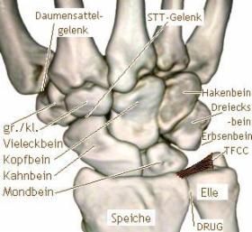 Meniskus › Physiotherapie Heijnens in Mönchengladbach ...